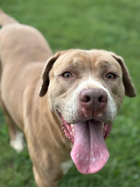 Enlarge Sissy, a Adoptable mixed breed in Piedmont, OK image 1/5