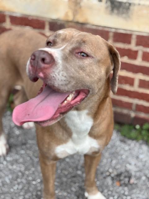 Enlarge Sissy, a Adoptable mixed breed in Piedmont, OK image 3/5