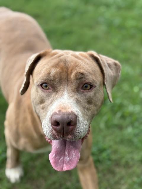 Sissy, Adoptable, Adult Female Cane Corso & Pit Bull Terrier.