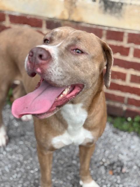 Enlarge Sissy, a Adoptable mixed breed in Piedmont, OK image 2/3