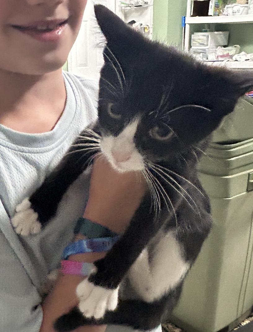 Enlarge Quaker kitten 1 (F), a Adoptable Tuxedo in West Nyack, NY image 1/3
