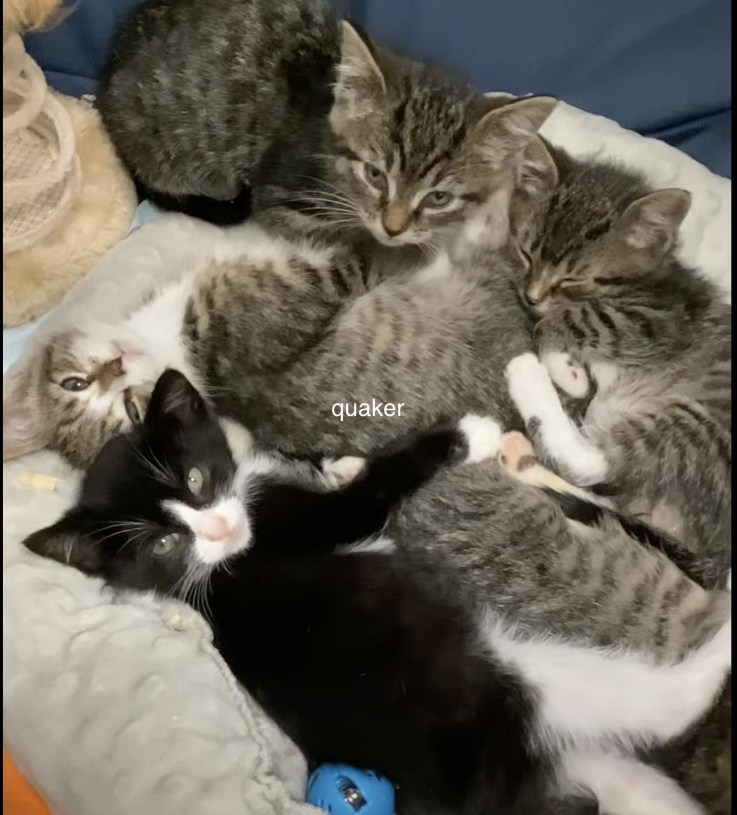 Enlarge Quaker kitten 1 (F), a Adoptable Tuxedo in West Nyack, NY image 3/3