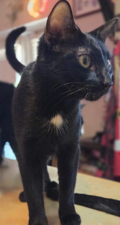 Enlarge Baby Boy, a Adopted Domestic Short Hair in Phoenix, AZ image 1/4