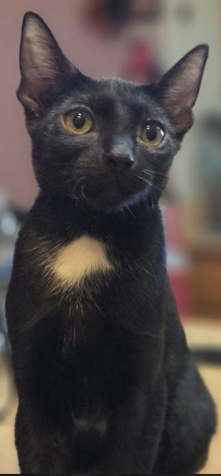 Enlarge Baby Boy, a Adopted Domestic Short Hair in Phoenix, AZ image 2/4