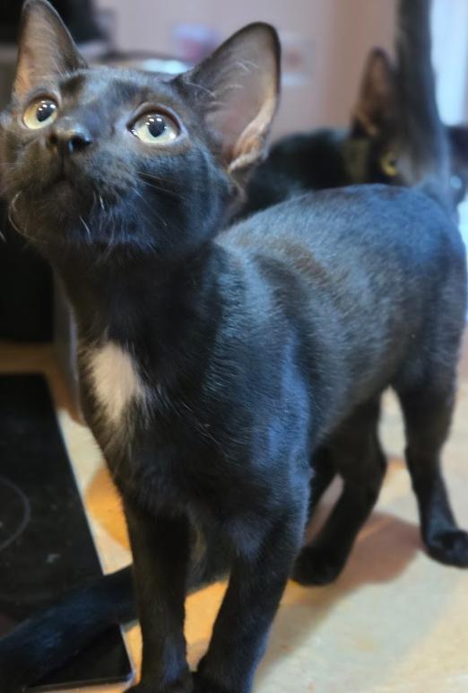 Enlarge Baby Boy, a Adopted Domestic Short Hair in Phoenix, AZ image 3/4