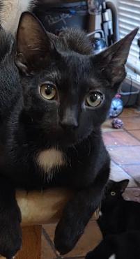 Enlarge Baby Boy, a Adopted Domestic Short Hair in Phoenix, AZ image 4/4