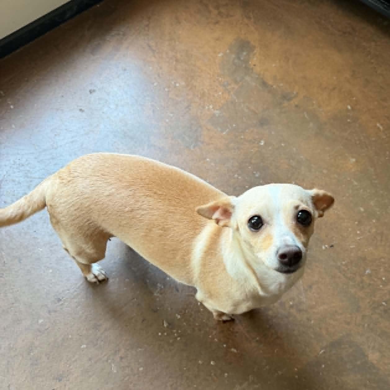 Elle, an adopted mixed breed in Justin, TX image 2/3