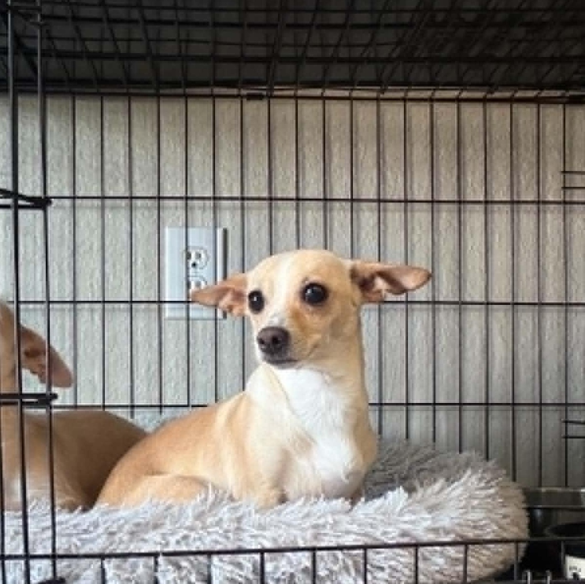 Elle, adopted, Adult Female Chihuahua & Terrier.