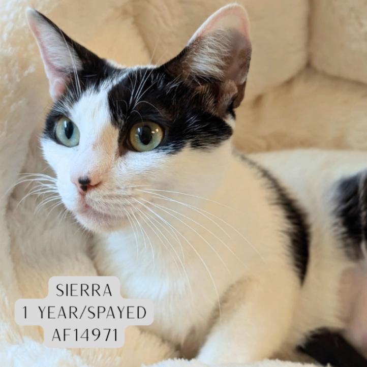 Sierra, Adoptable, Adult Female Domestic Short Hair.