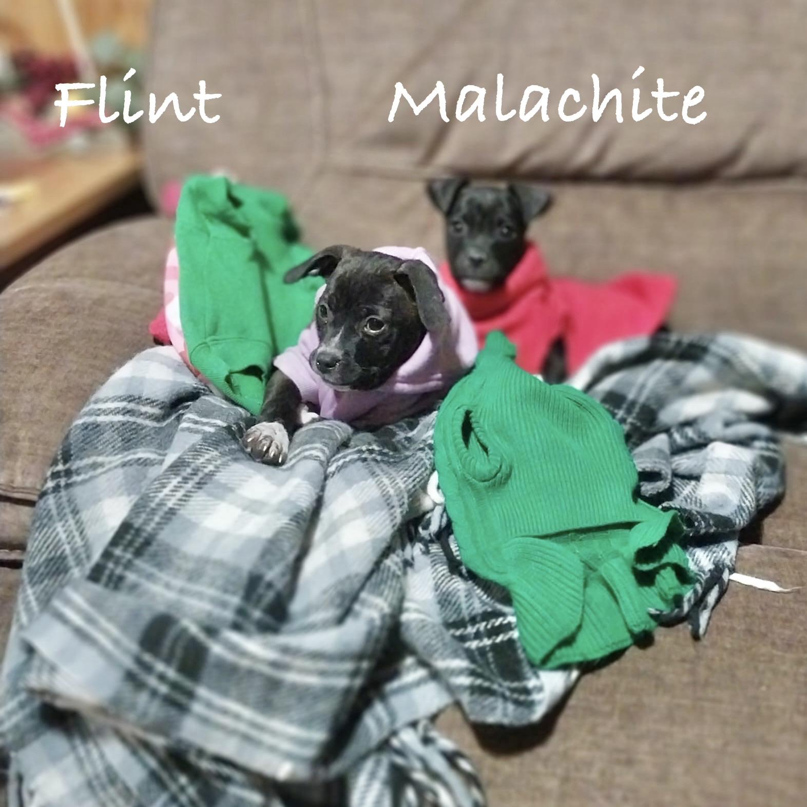 Enlarge Flint, an adopted Rat Terrier in Manchester, CT image 2/2