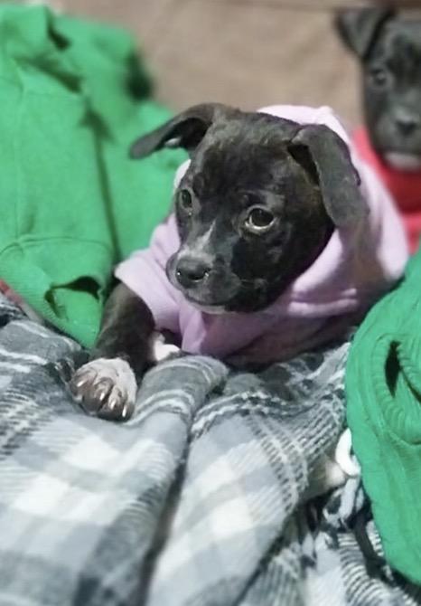 Enlarge Flint, an adopted Rat Terrier in Manchester, CT image 1/2