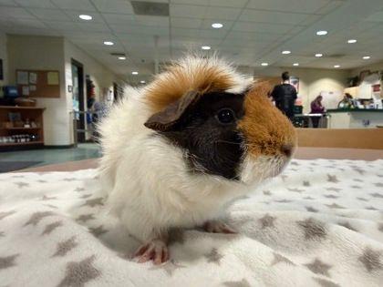 Dre & Snoop, ADOPTABLE, Adult Male Guinea Pig & Abyssinian.