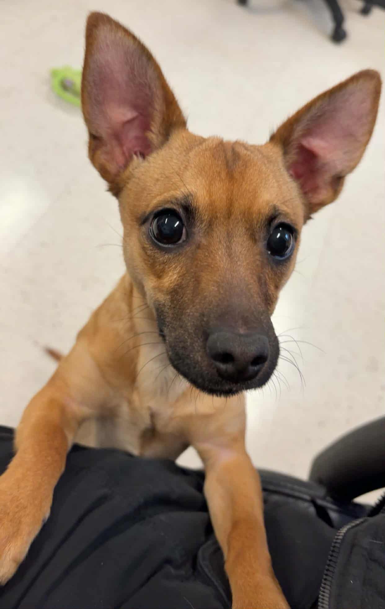 Scrappy Doo! Puppy Boy!, Adoptable, Puppy Male Chihuahua & Dachshund.