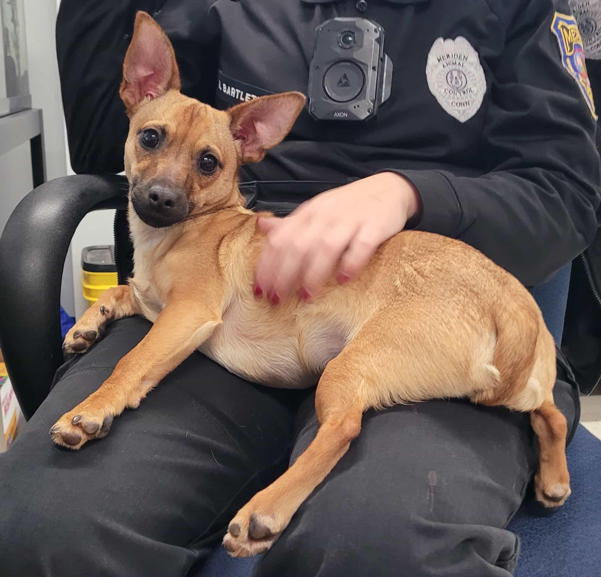 Scrappy Doo! Puppy Boy!, a Adoptable mixed breed in Meriden, CT image 2/2