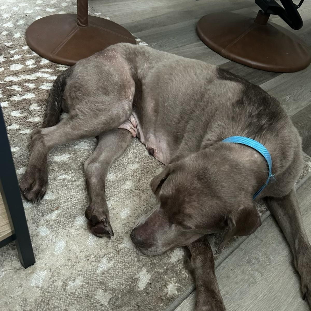 Summer, a ADOPTABLE Labrador Retriever in Parkton, MD image 4/6