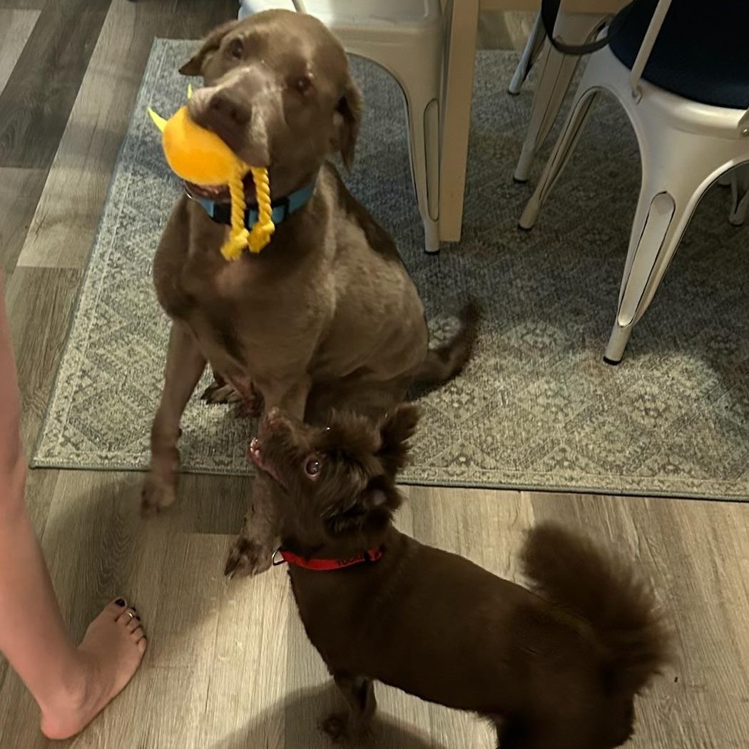 Summer, a ADOPTABLE Labrador Retriever in Parkton, MD image 2/6