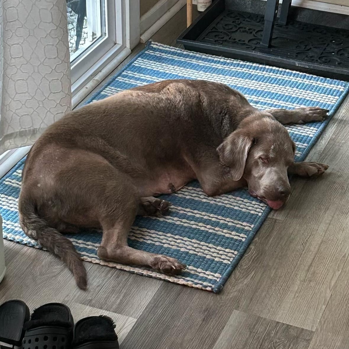 Summer, a ADOPTABLE Labrador Retriever in Parkton, MD image 3/6