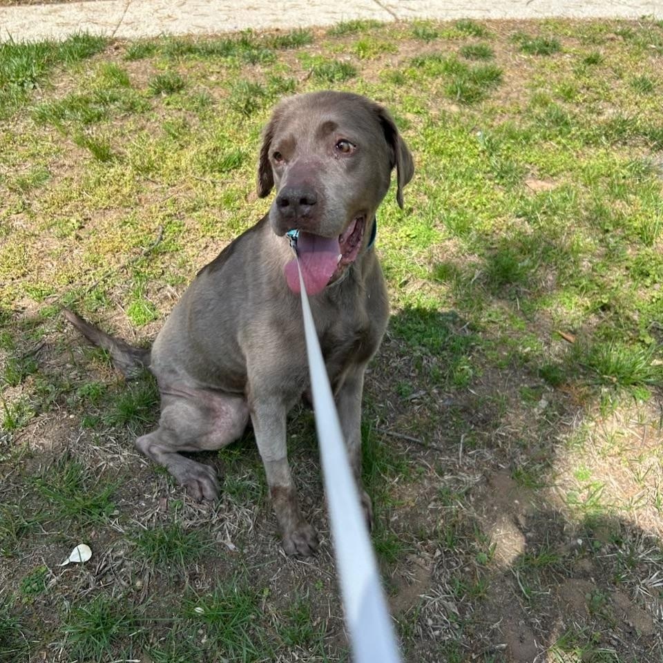Summer, a ADOPTABLE Labrador Retriever in Parkton, MD image 5/6