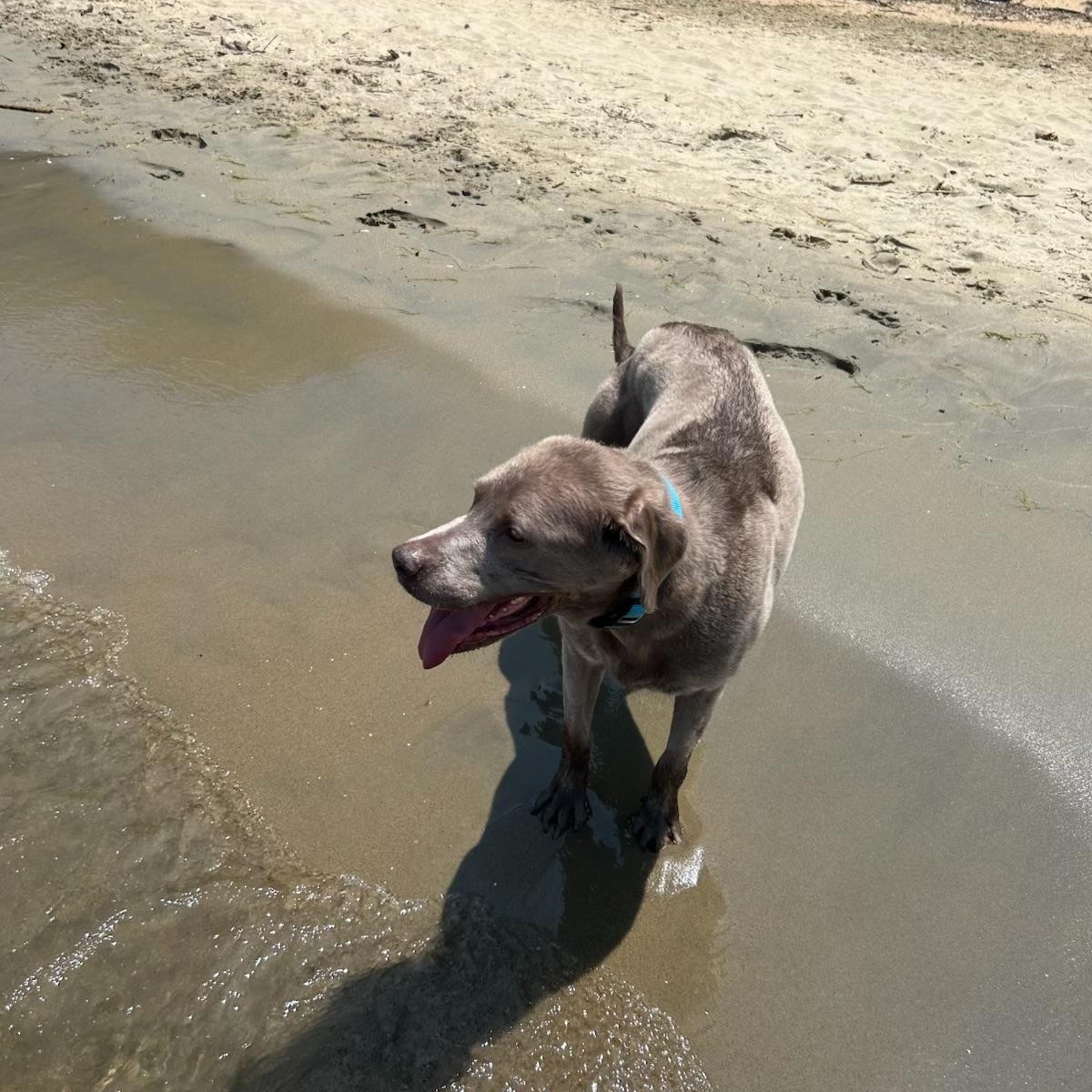 Summer, ADOPTABLE, Senior Female Labrador Retriever.