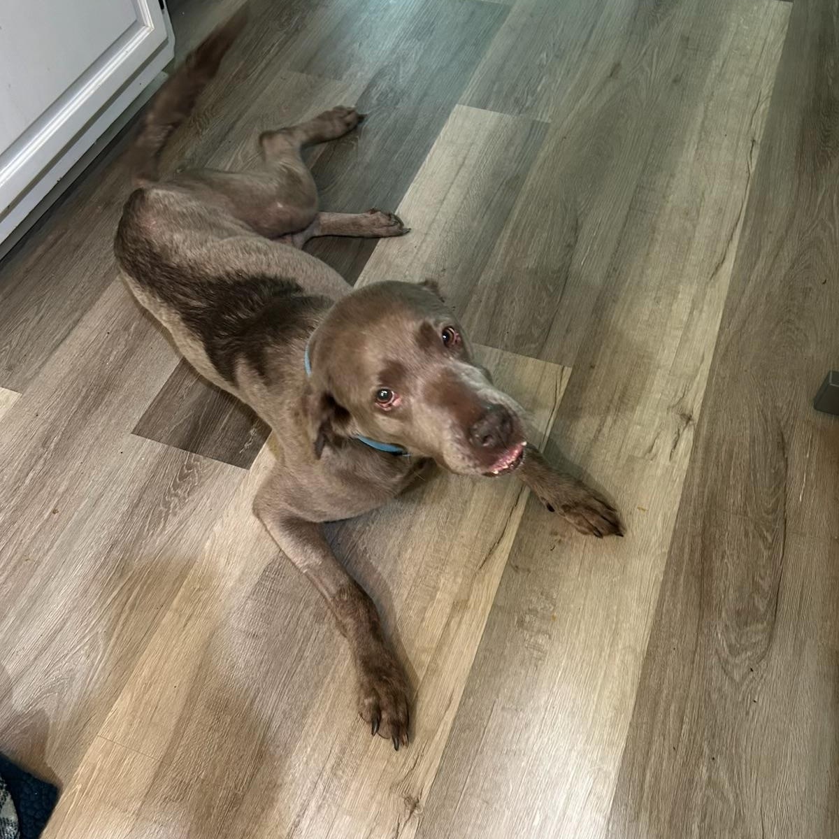 Summer, a ADOPTABLE Labrador Retriever in Parkton, MD image 6/6