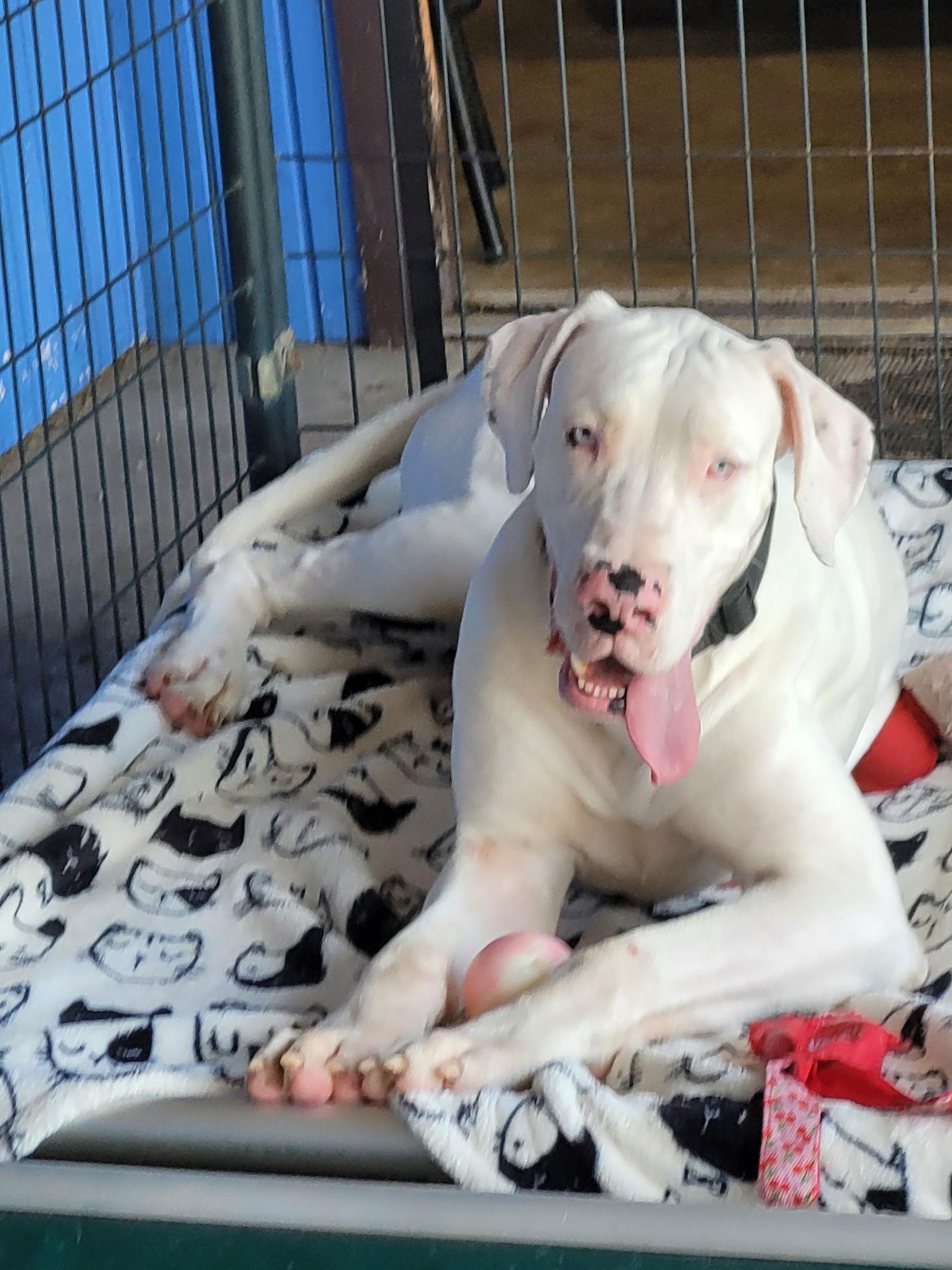 Luna, Adoptable, Young Female Great Dane.