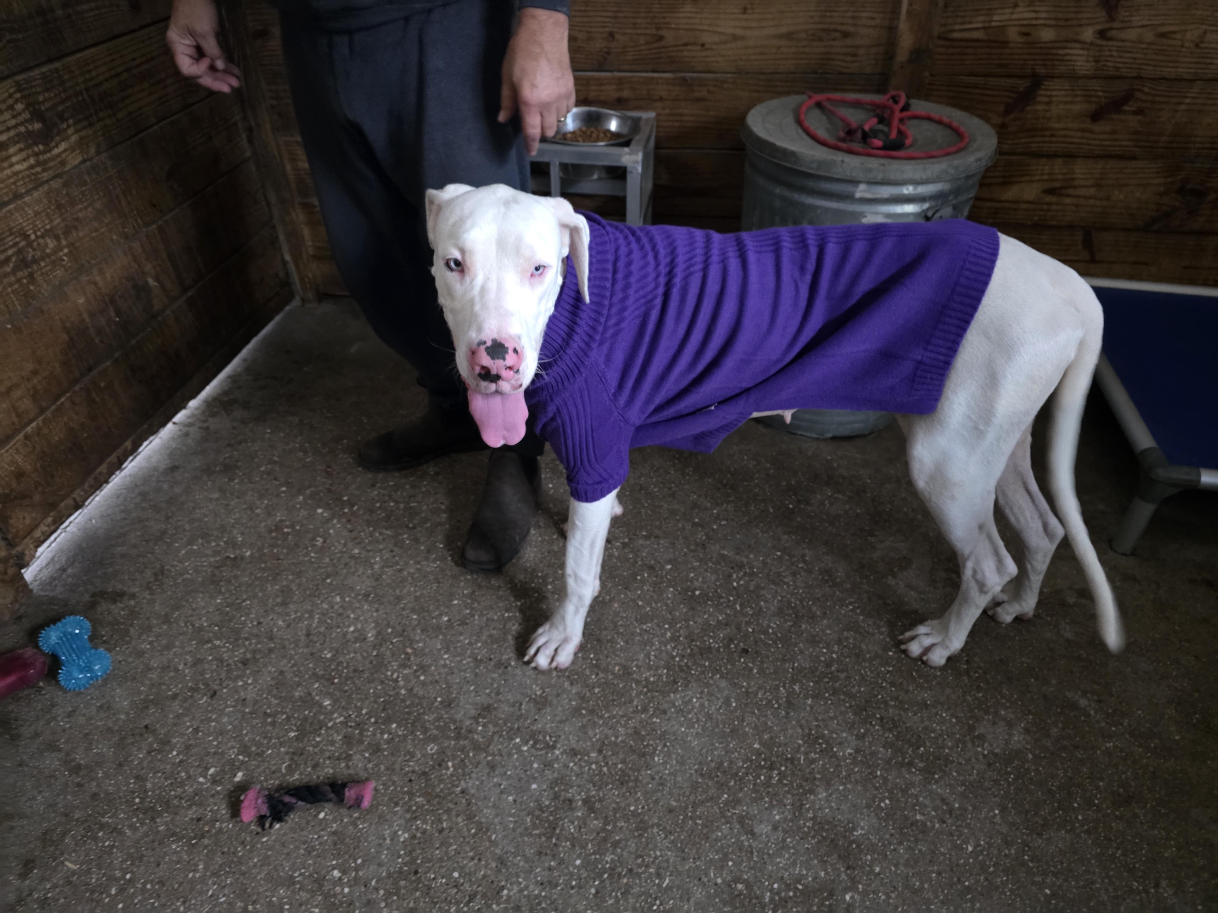 Enlarge Luna, a Adoptable Great Dane in Jupiter, FL image 1/2