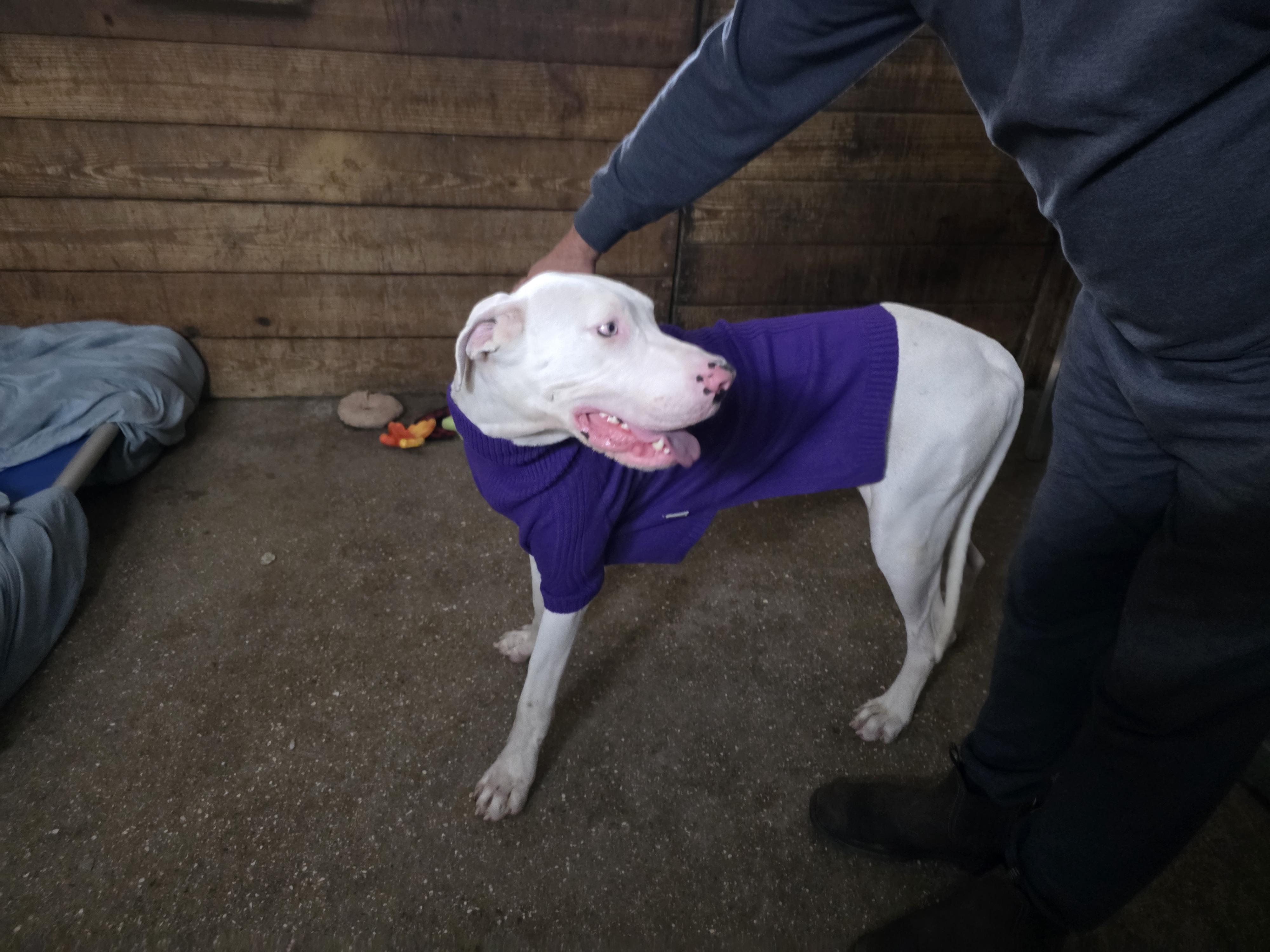 Enlarge Luna, a Adoptable Great Dane in Jupiter, FL image 2/2