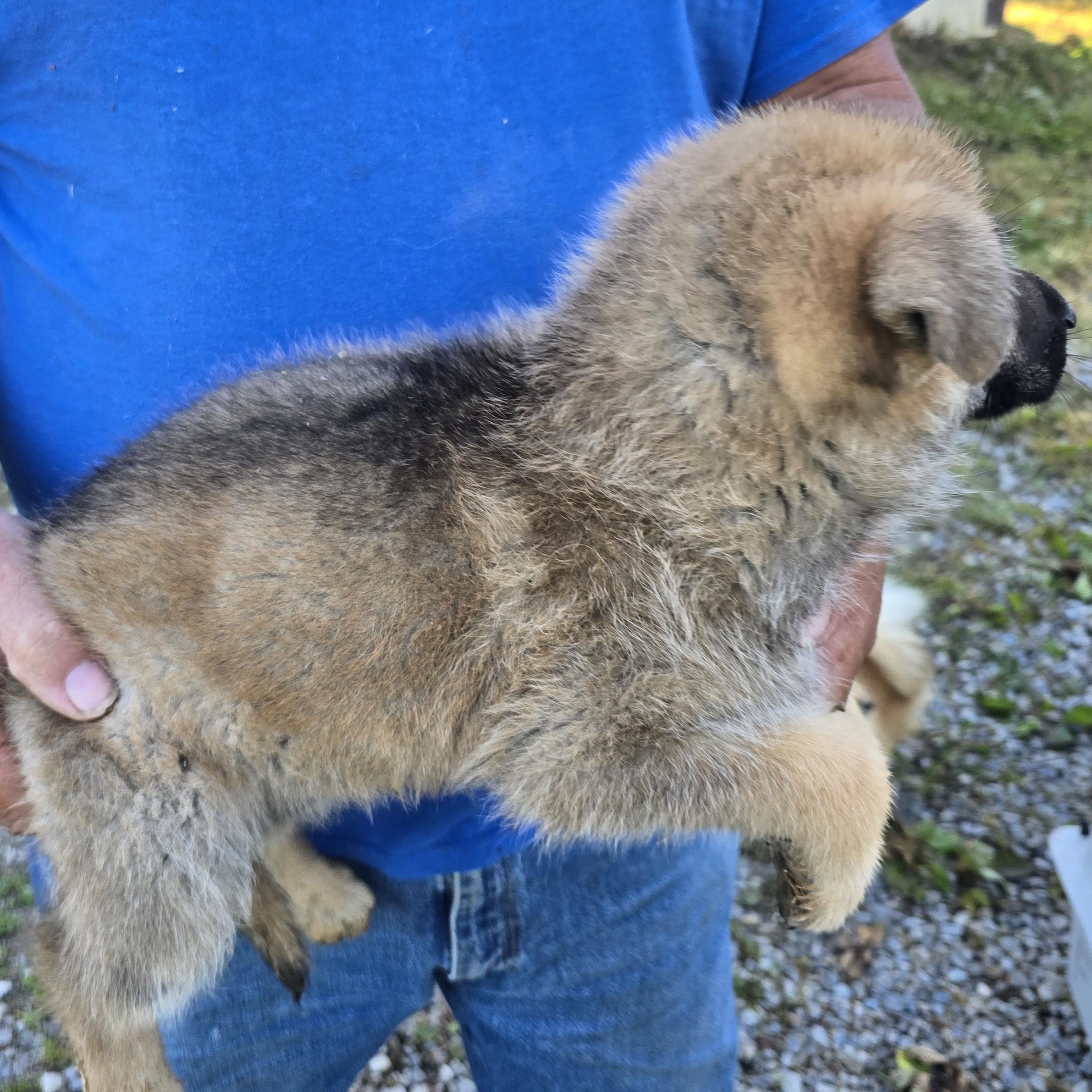 Enlarge Gunner, an adopted German Shepherd Dog in Zaleski, OH image 2/2
