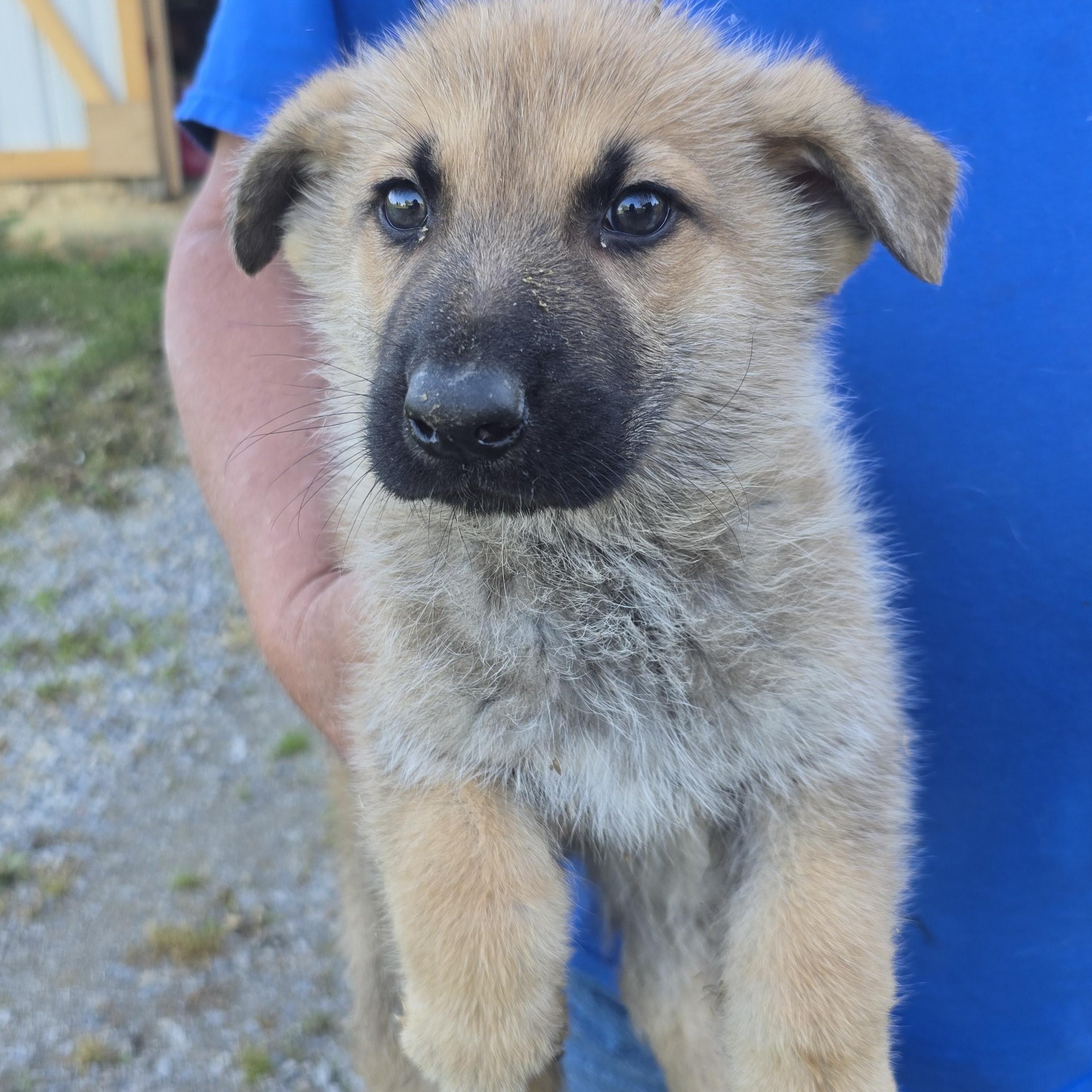 Enlarge Gunner, an adopted German Shepherd Dog in Zaleski, OH image 1/2