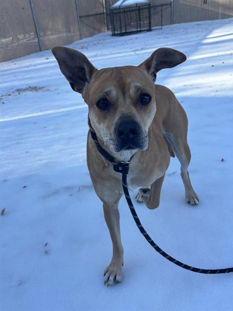 PEARL, Adoptable, Adult Female Staffordshire Bull Terrier & Mixed Breed.