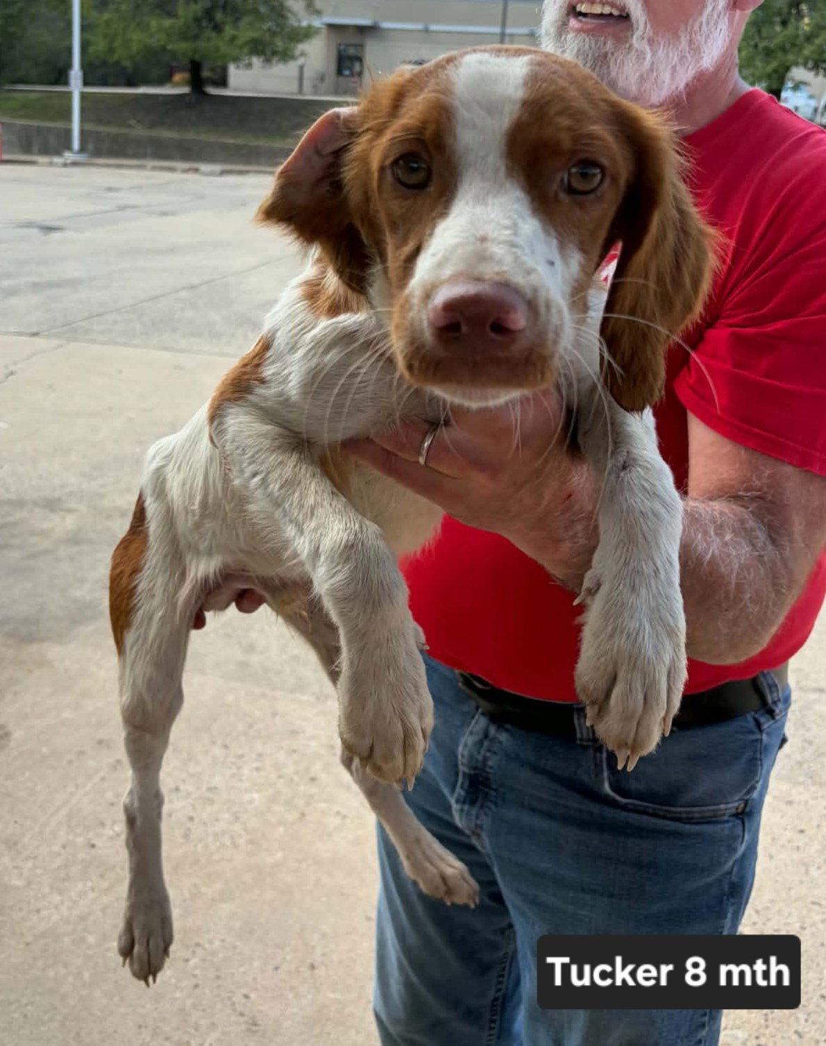 Enlarge OK/Tucker LA6, a Adopted Brittany Spaniel in Baldwinsville, NY image 1/3