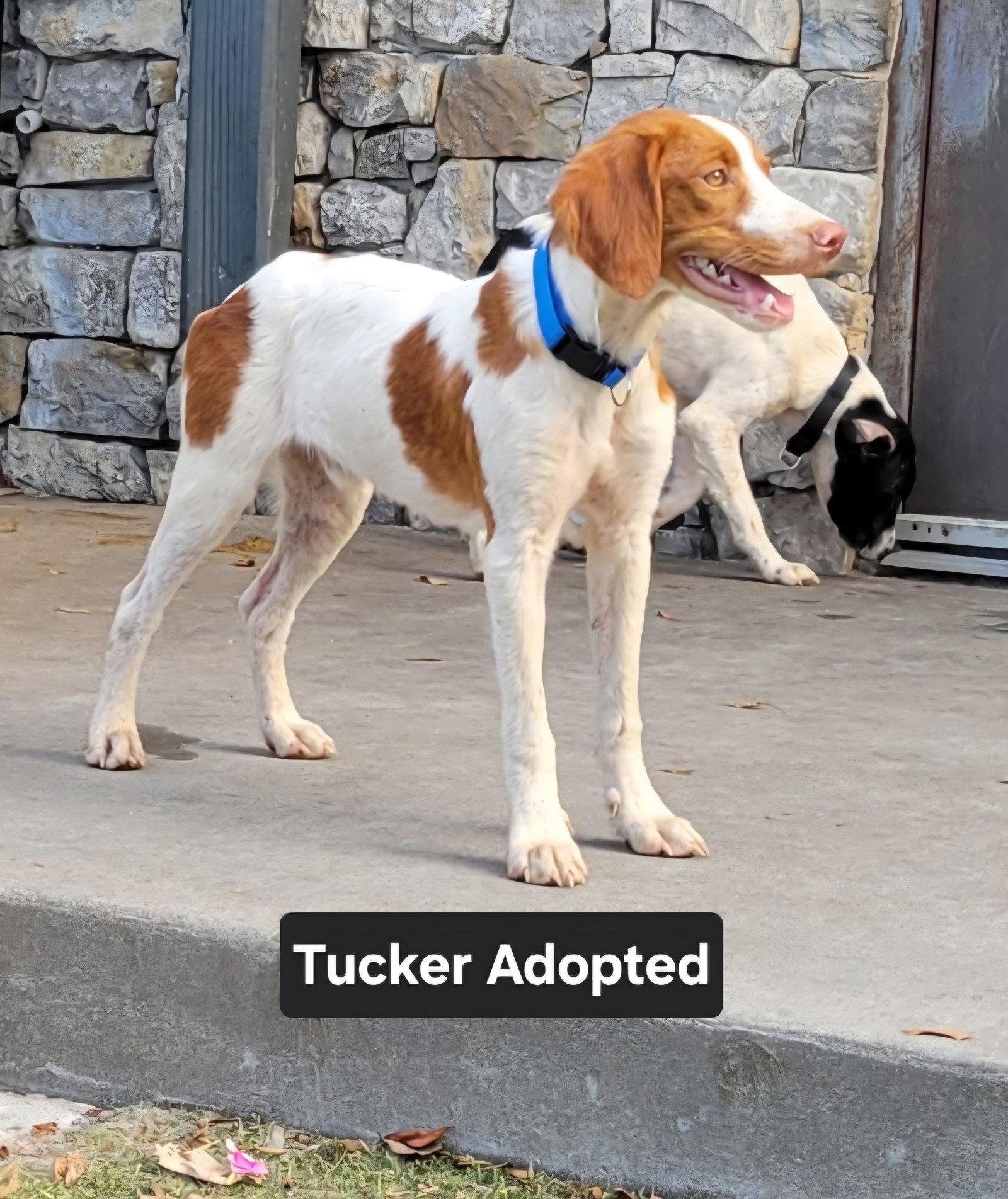 Enlarge OK/Tucker LA6, a Adopted Brittany Spaniel in Baldwinsville, NY image 2/3