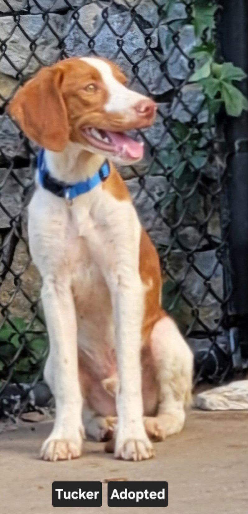 Enlarge OK/Tucker LA6, a Adopted Brittany Spaniel in Baldwinsville, NY image 3/3