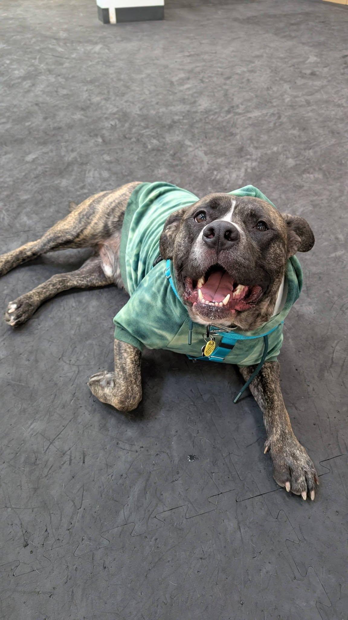 Klondike, Adoptable, Young Male Terrier & Pit Bull Terrier.