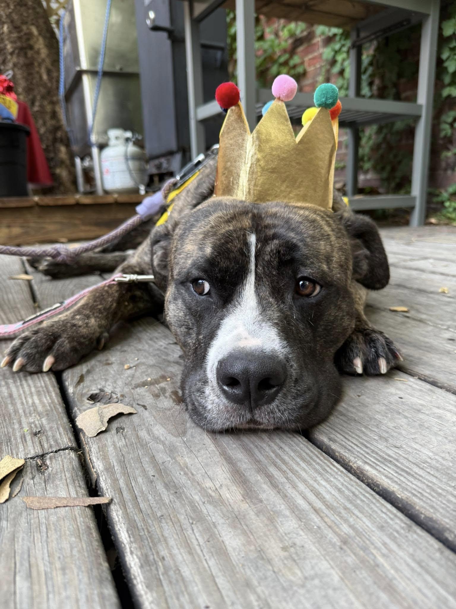 Klondike, Adoptable, Young Male Terrier & Pit Bull Terrier.