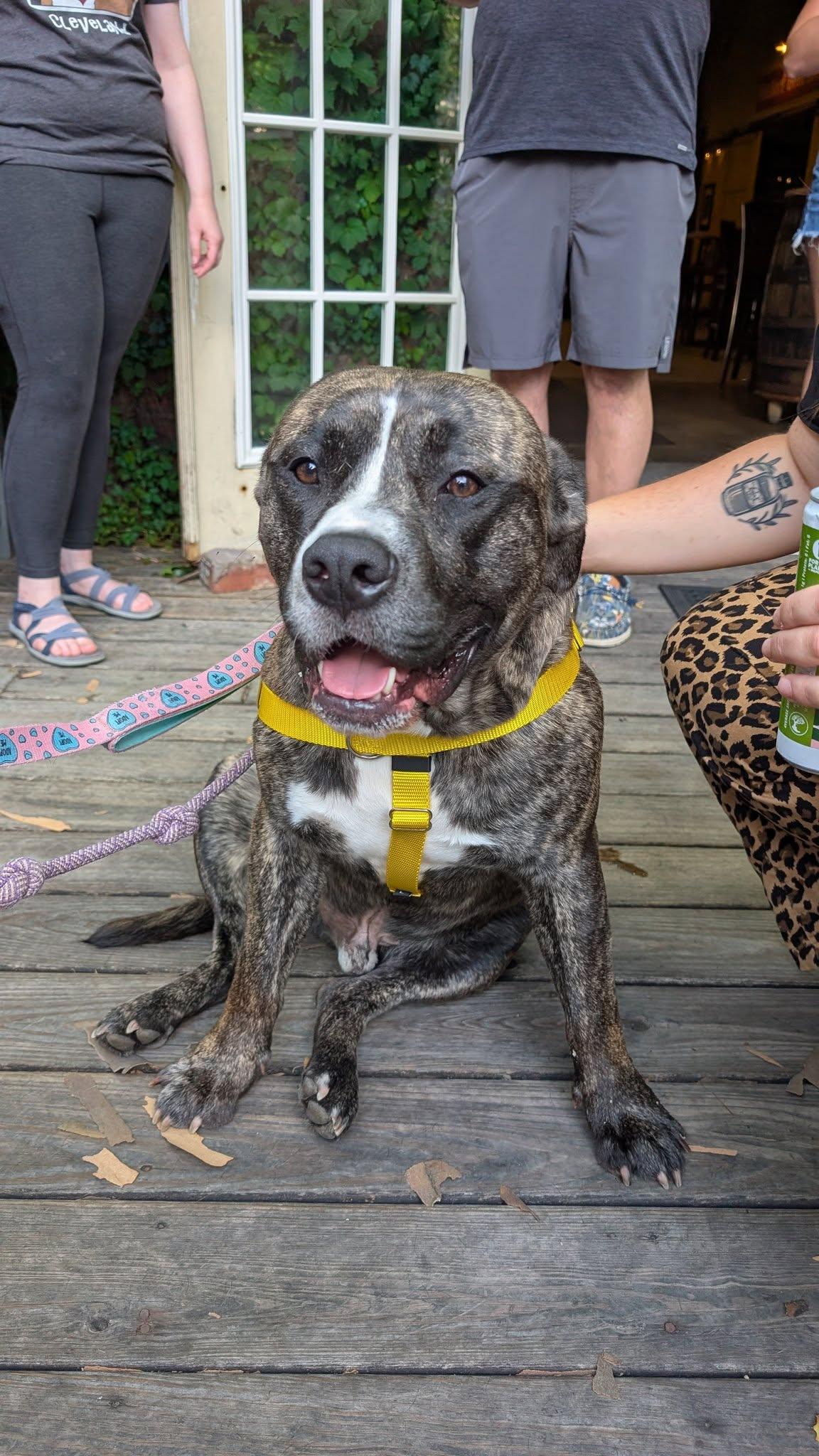 Klondike, a Adoptable mixed breed in Cleveland, OH image 5/6