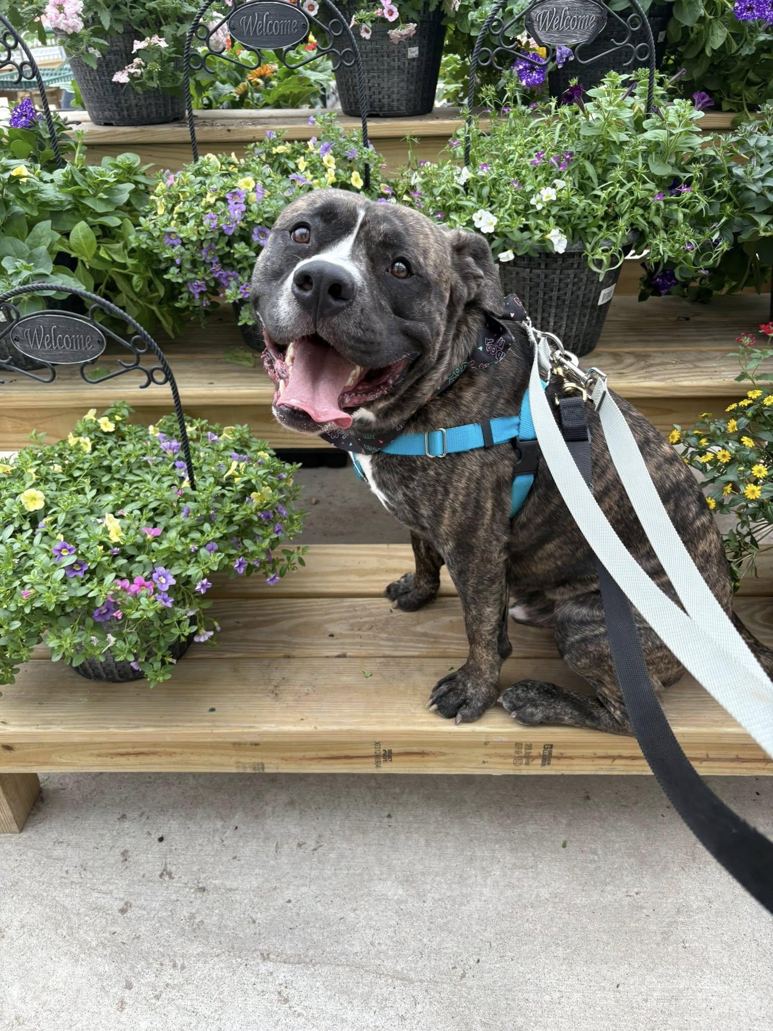 Klondike, an adoptable Terrier, Pit Bull Terrier in Cleveland, OH, 44102 | Photo Image 2