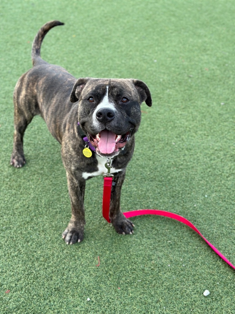 Klondike, a Adoptable mixed breed in Cleveland, OH image 4/6
