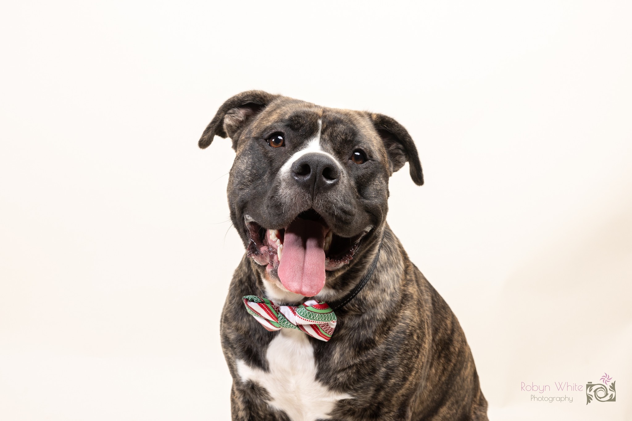 Klondike, an adoptable Terrier, Pit Bull Terrier in Cleveland, OH, 44102 | Photo Image 3