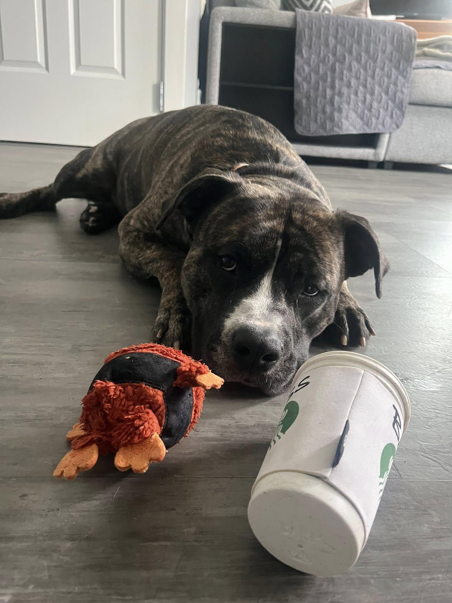 Enlarge Klondike, a Adoptable mixed breed in Cleveland, OH image 6/6