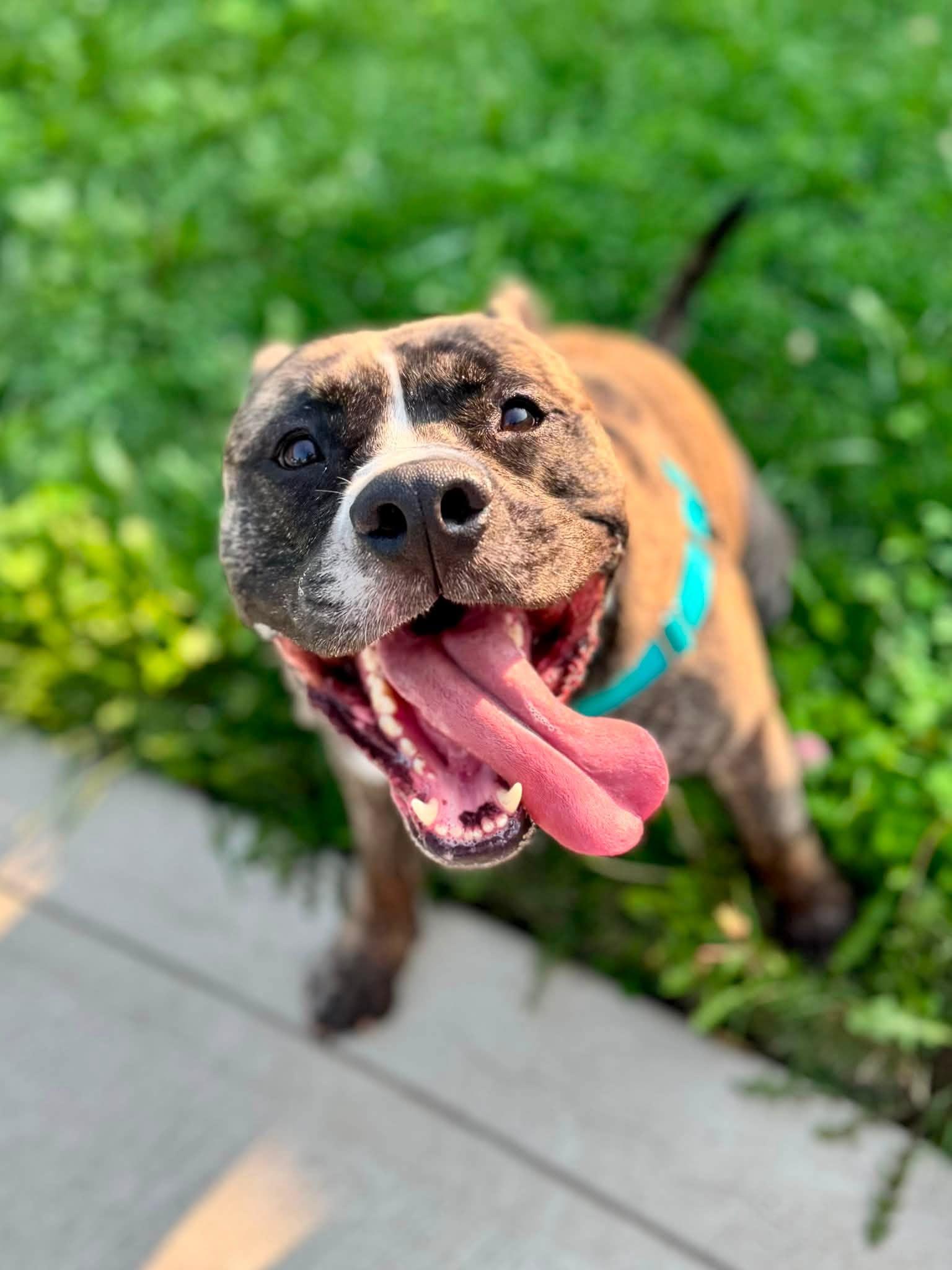 Klondike, a Adoptable mixed breed in Cleveland, OH image 1/6