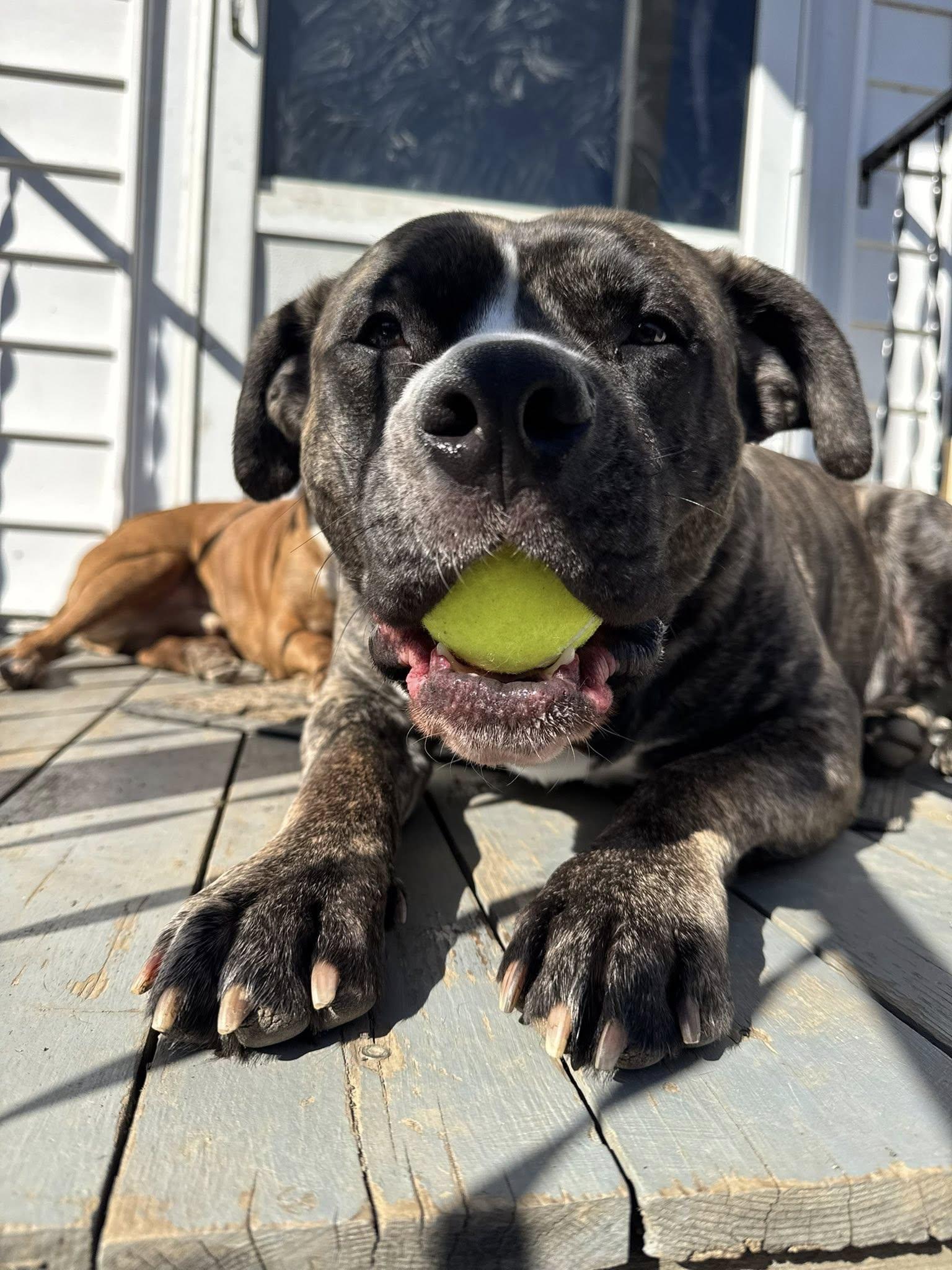 Enlarge Klondike, a Adoptable mixed breed in Cleveland, OH image 6/6