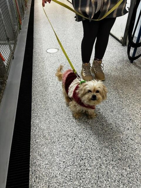 Enlarge Brooklyn (Brookie), a Adopted mixed breed in Terryville, CT image 3/3