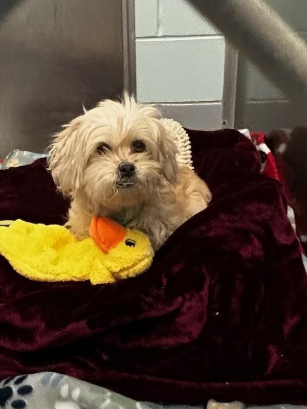 Enlarge Brooklyn (Brookie), a Adopted mixed breed in Terryville, CT image 1/3