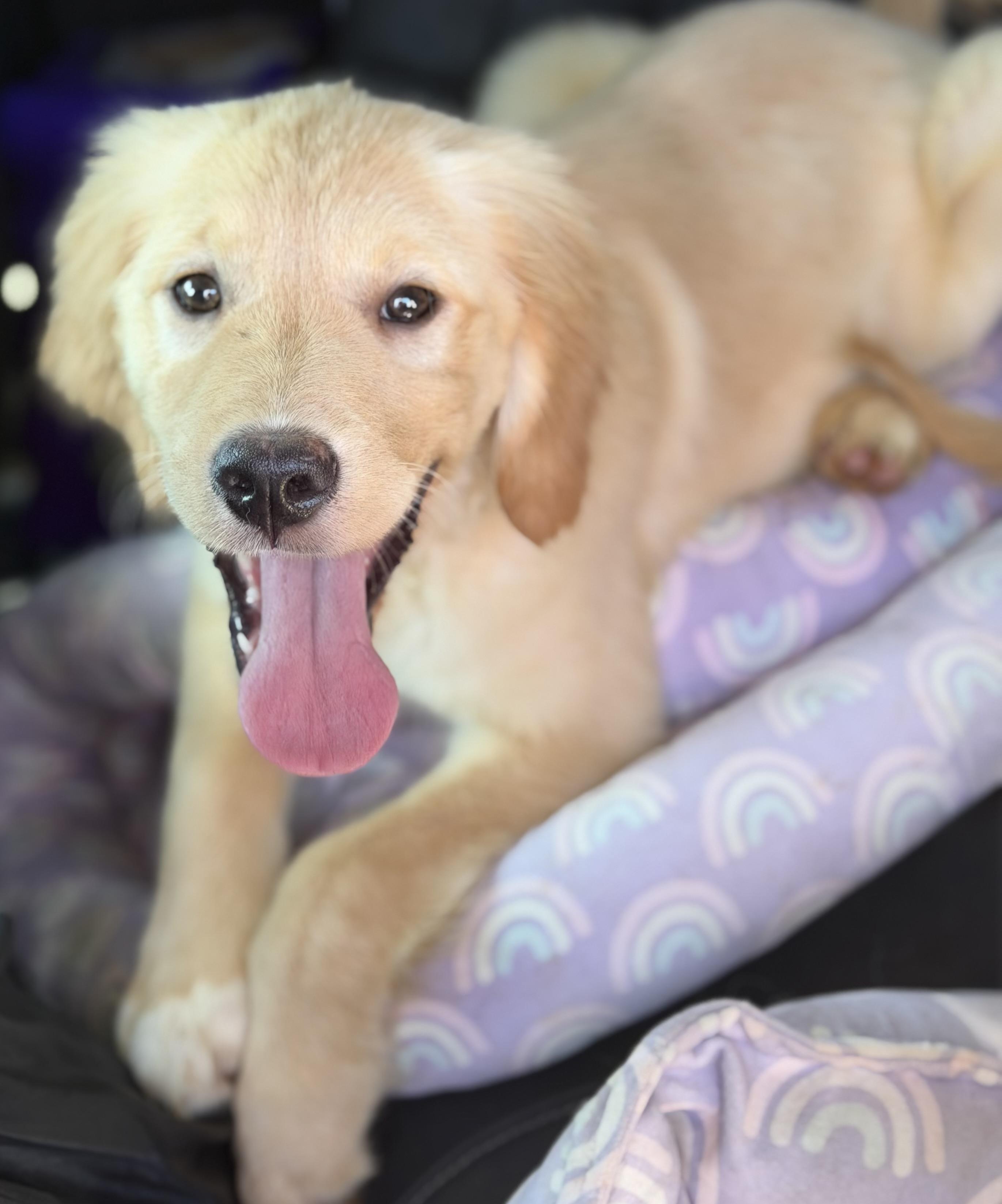 Enlarge Max, a Adoptable Golden Retriever in Yuba City, CA image 3/5