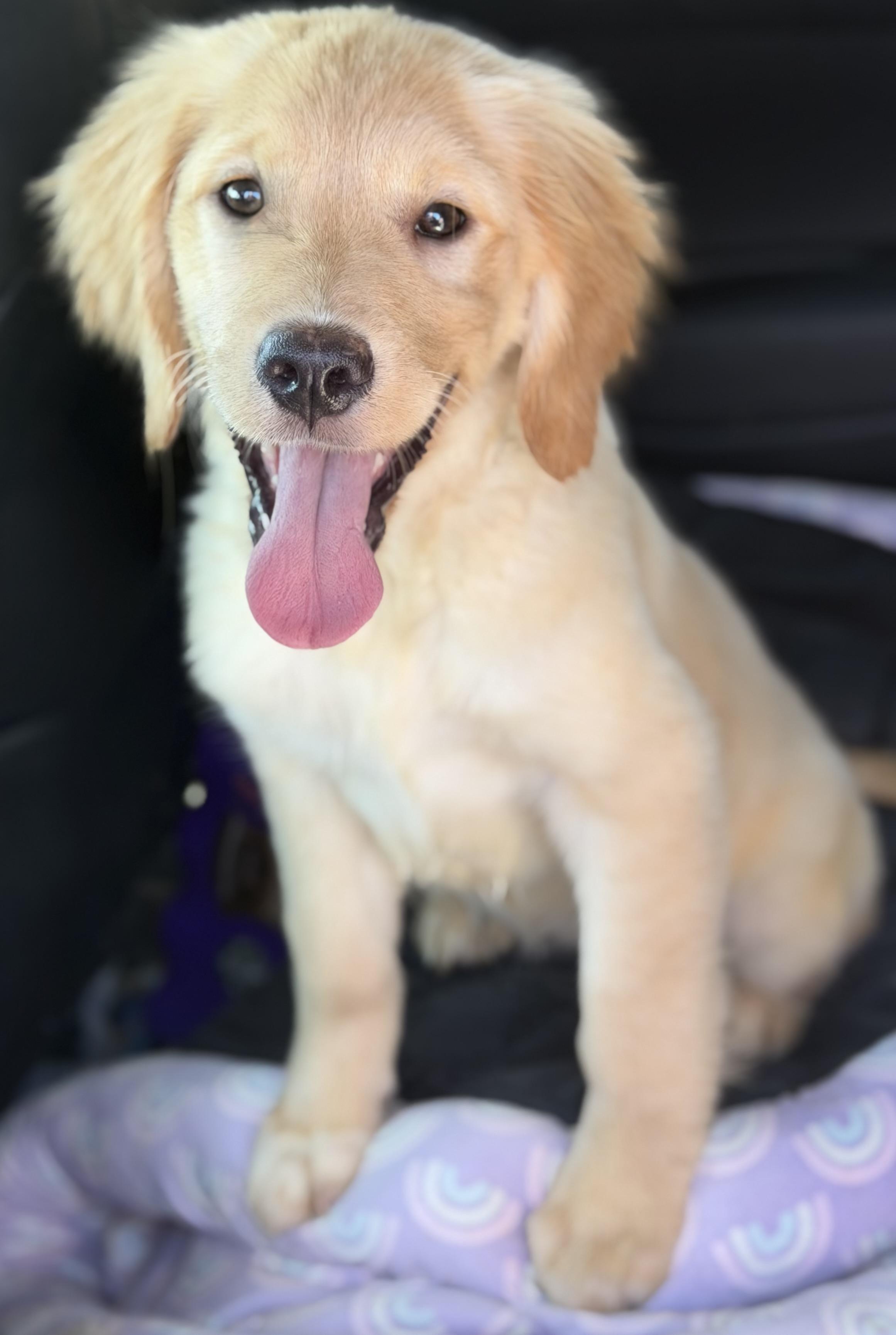 Enlarge Max, a Adoptable Golden Retriever in Yuba City, CA image 4/5