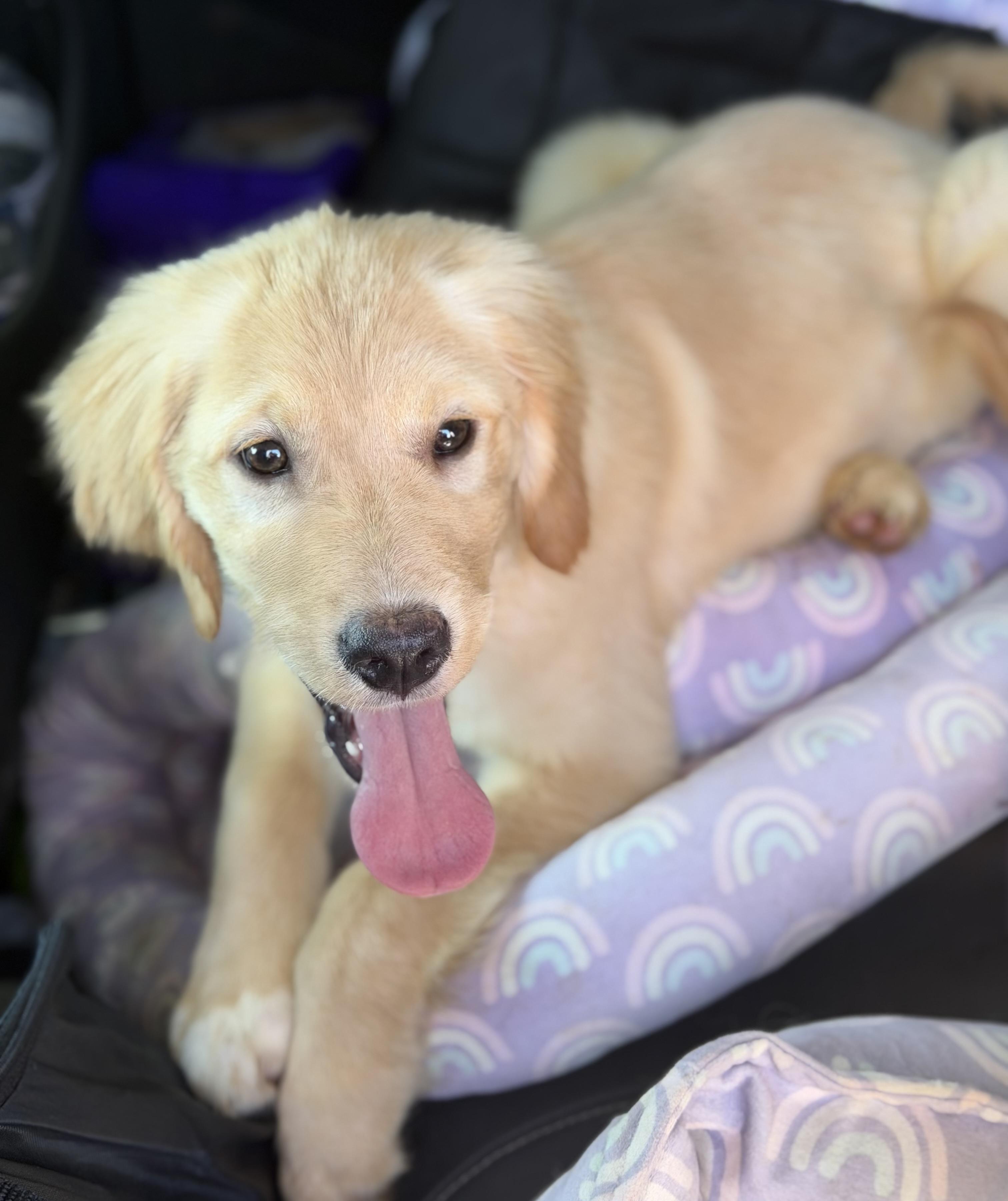 Enlarge Max, a Adoptable Golden Retriever in Yuba City, CA image 2/5