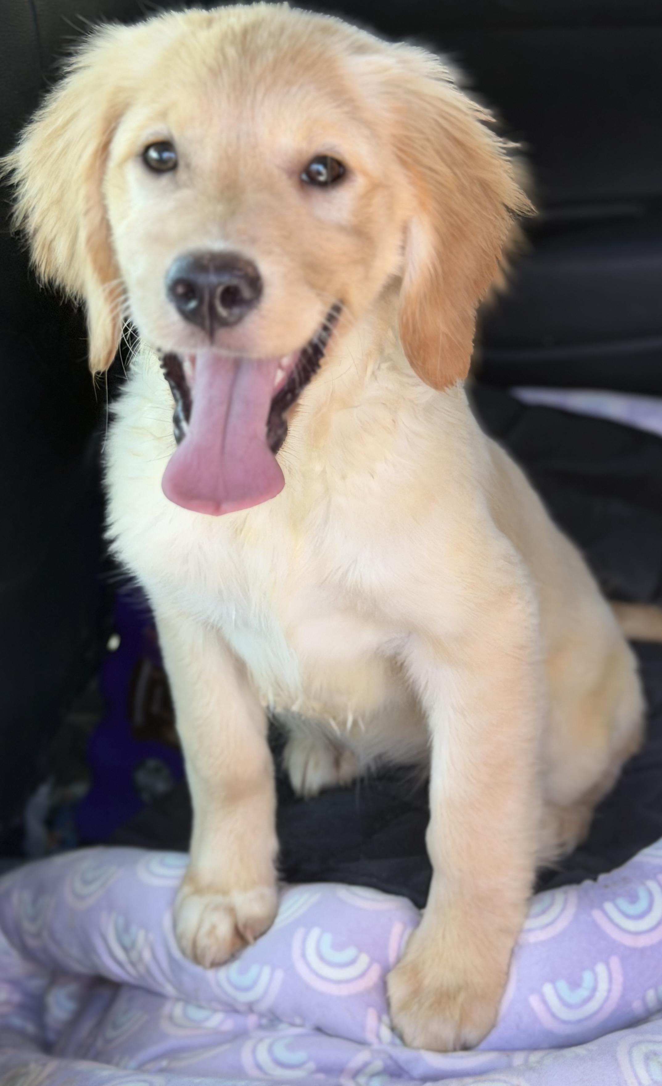 Enlarge Max, a Adoptable Golden Retriever in Yuba City, CA image 5/5