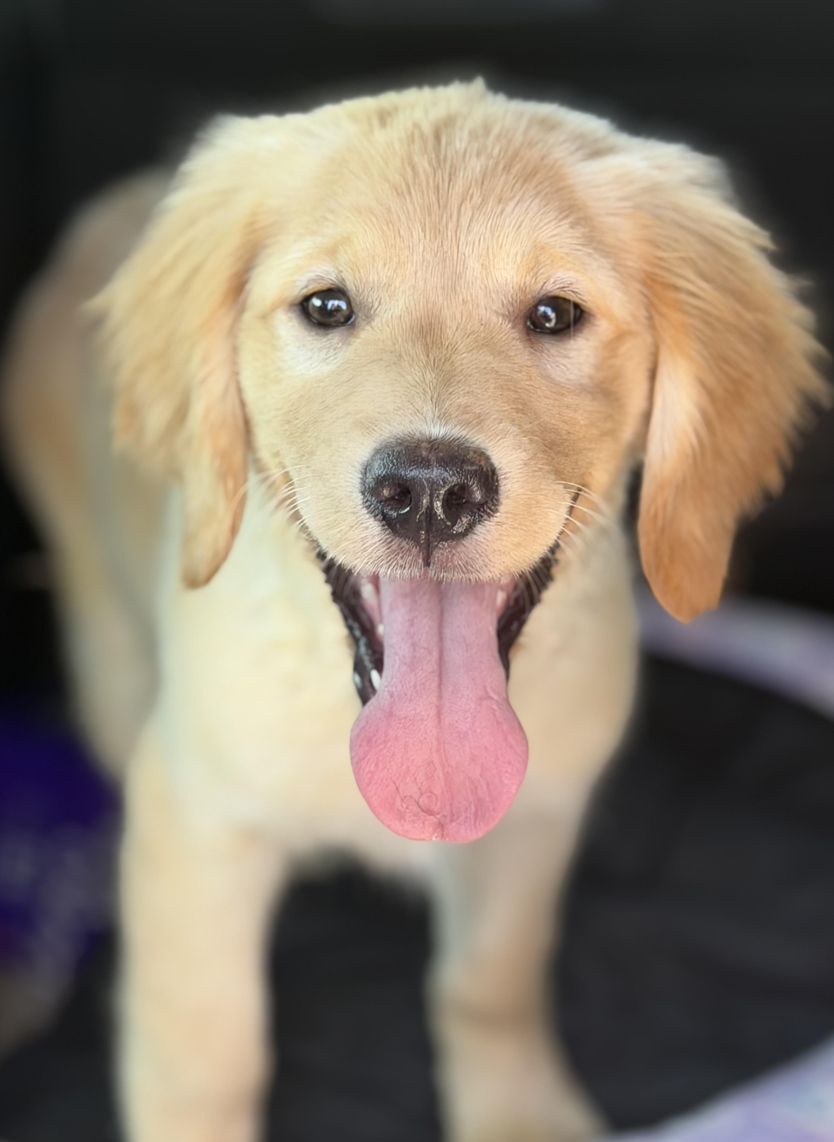 Enlarge Max, a Adoptable Golden Retriever in Yuba City, CA image 1/5