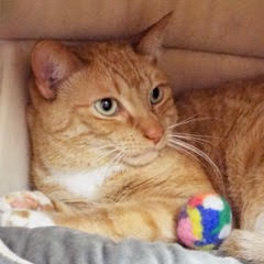 Enlarge Rover, a Adoptable Tabby in Green Valley, AZ image 1/14